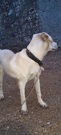 lebradog