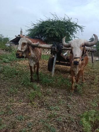 સાટા કરવાના છે