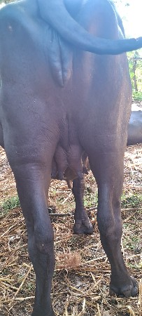 પહેલું  વેતર ખડેલું વેચવાનું છે