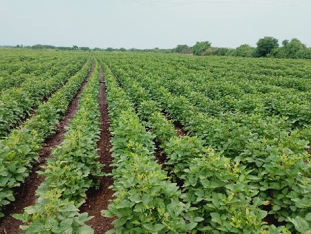 મારે ખેતીની જમીન વેચવાની છે
