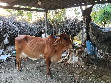 બીજા વેતર માં