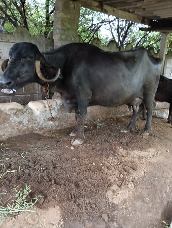 તૈયારી ની ભેસ વેચવાની સે