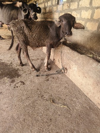 ૨ પાડી વેચવાની છે