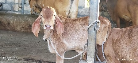 સુવર્ણ કપિલા નંદી