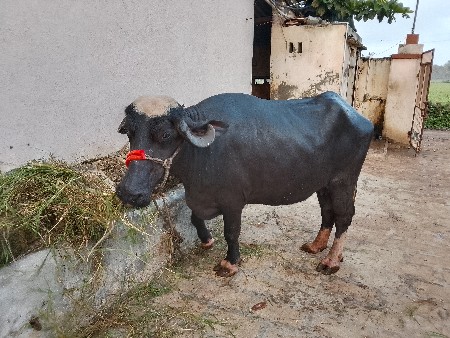 ભેંશ