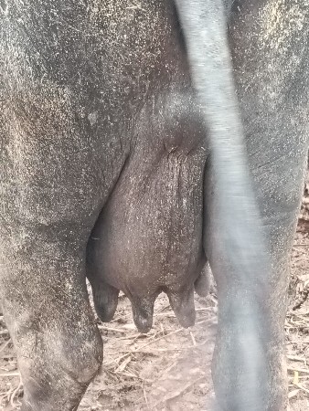 આ ભેંસ વેચવાની છે 4 વેતર