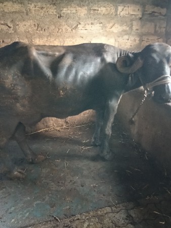 ભેંસ વેચવાની છે