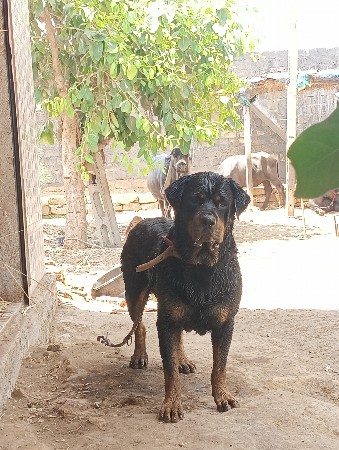 rotvilar female sell