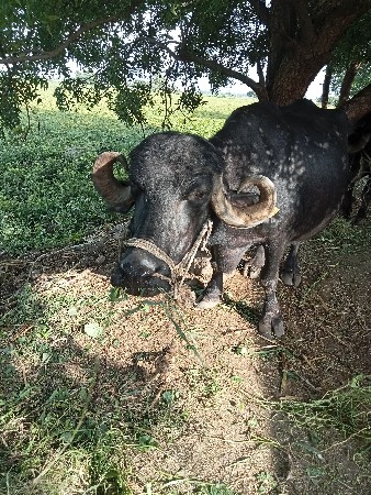 ભેંસ વેચવાની છે