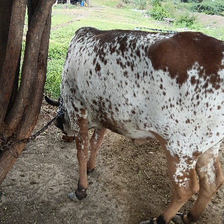 દેશી ગાય વેચવાની છે