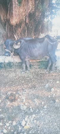 ભેંસ