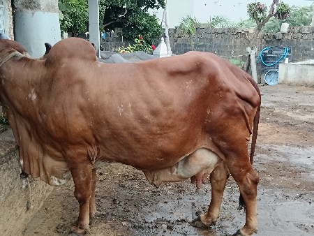 ત્રીજુ વેતર