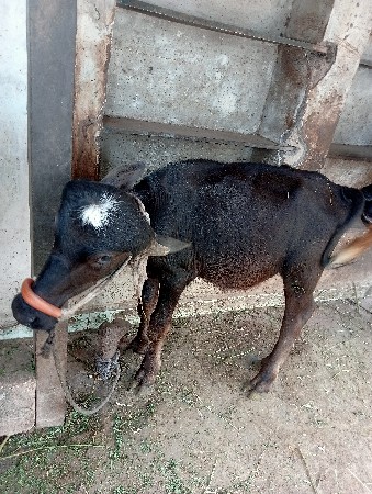 પાડી છે