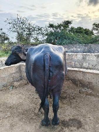 ભેંસ વેચવાની છે