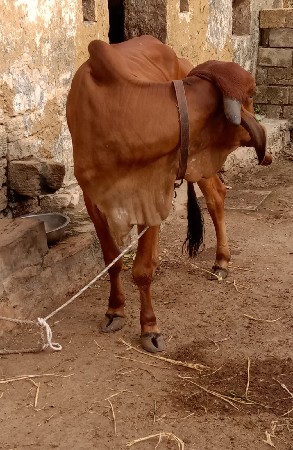 ગીર હૉડકી છે 2