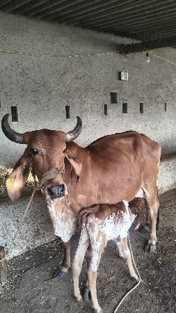ગાય વેચવાની છે નીચે વાસડો છે