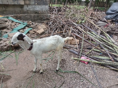 પંજાબી બકરી વેચવાની છે