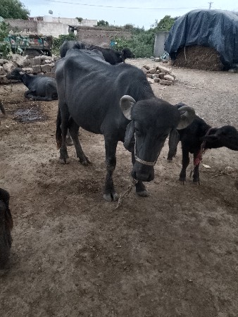 ખળેલા વેચવા ના છે 6