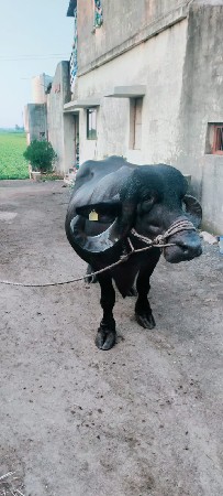 ભેંસ વેચવાની છે