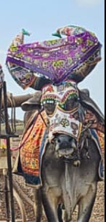 હરેશભાઈ પાઘડાર