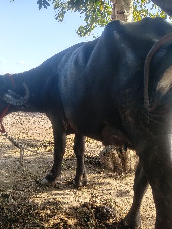 જાફરાબાદી ભેંસ