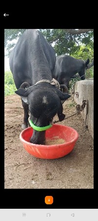 બે ખડેલી....