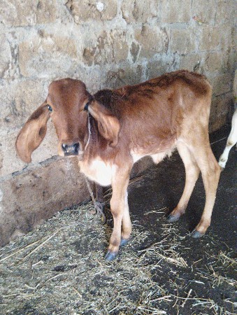 ગાય વેચવાની છે