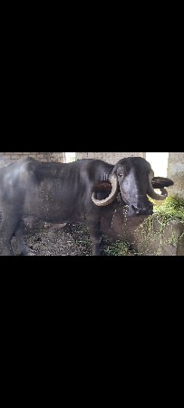 ભેંસ વેચવાની છે