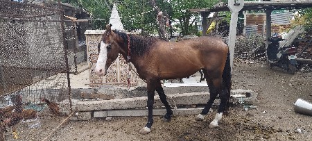 ઘોડો સાટા પણ કરવા ના છે