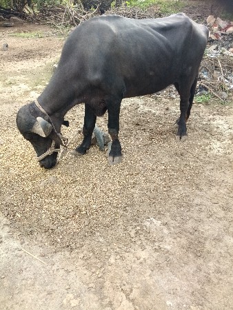 ખડેલું વેચવાનું છે