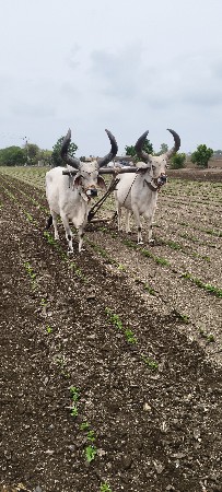વેસવાના સે બધી જબાપદારી