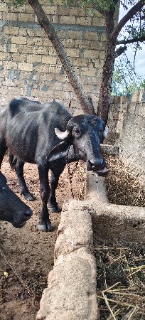 ખડેલી વેશવાની છે