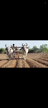 બડધ વેચવા ના છે