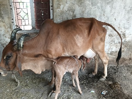 ગાય વેસાવ