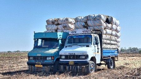 મગફળી નો પાલો મલસે