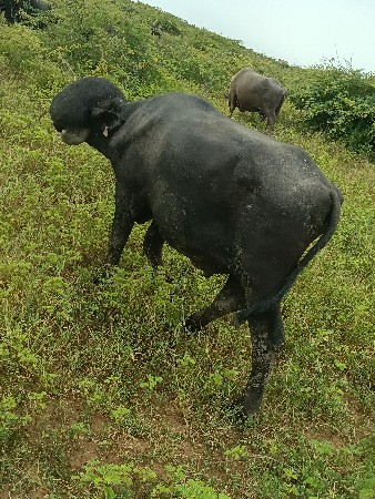 બાદલો 🦁
