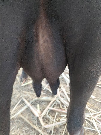 ખળેલી વેચવાની છે