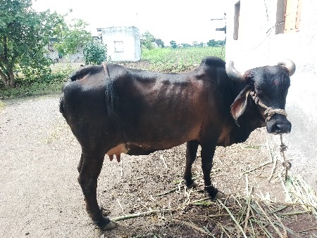 ગાય વેચવાની છે