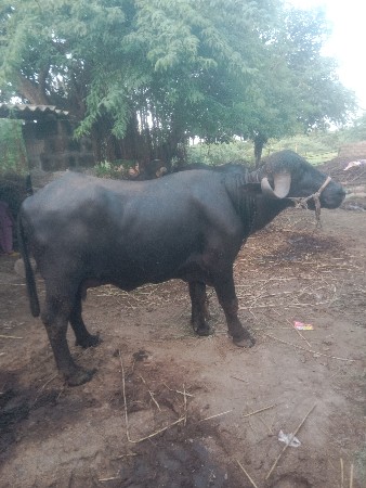 ભેંસ વેચવાની