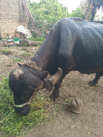 આભેશવેશવાનીશેઘરઘરાવજાફરાબાદી