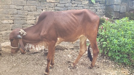 વાછડી દેવાની છે