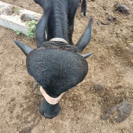 પાડો વેચવાનો છે અઢી વર્ષનો છે