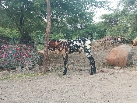 બોકડો વેચવાનો છે