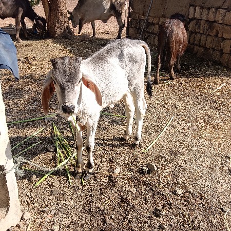 સાવ સોજી વાછડી છે