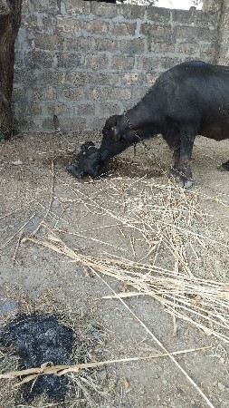 પાંચ પાંચ લીટર