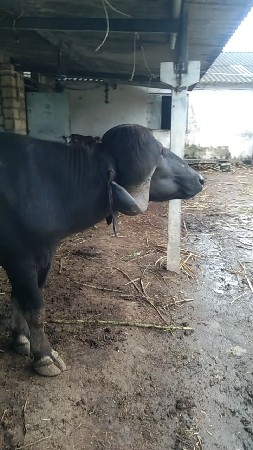 વેચવાનો છે પાડો.    પ્યોર ટોપલો
