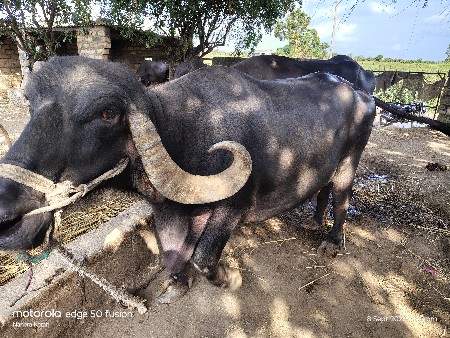 ભેંસ વેચવાની છે