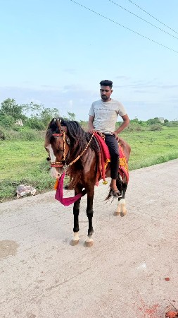 ઘોડો વેચવા નો છે