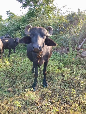 આ ભેંસ વેસવા ની છે