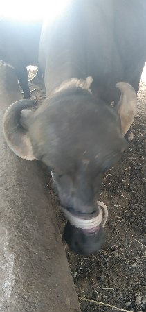 ભેસ વેચવાની છે